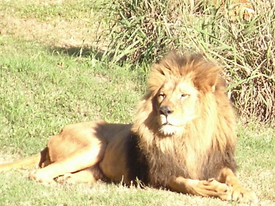 "Rey leon" de Gabriel Catalano