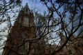 El Jacarand  y la Catedral