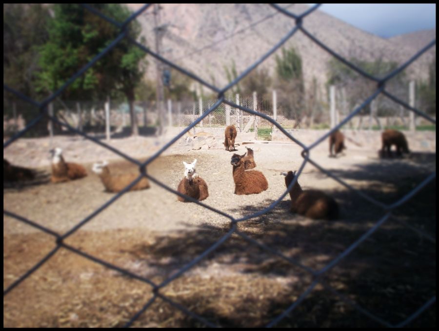 "detras del alambrado" de Ral Riba