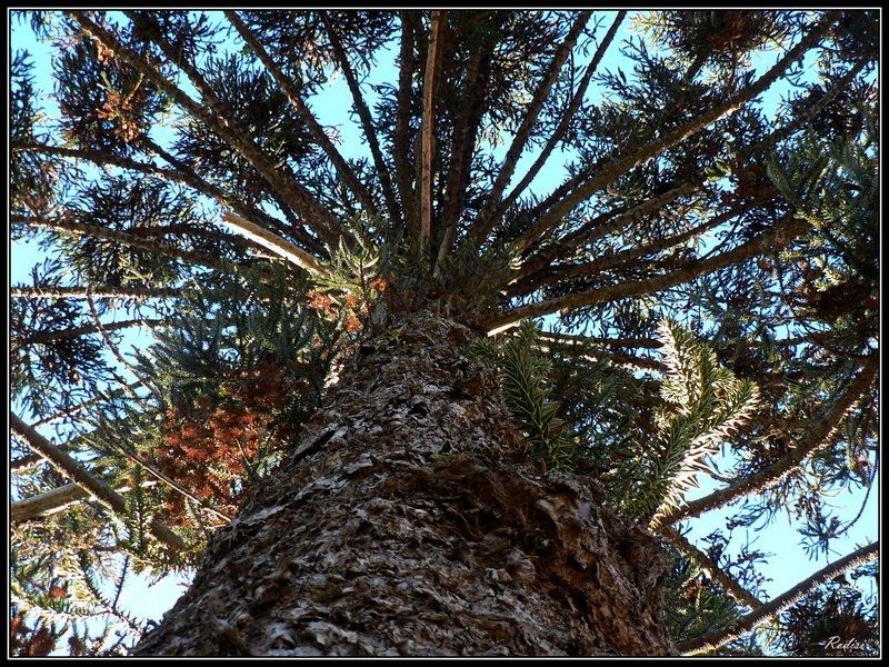 "Araucaria..." de Roberto Di Siervi