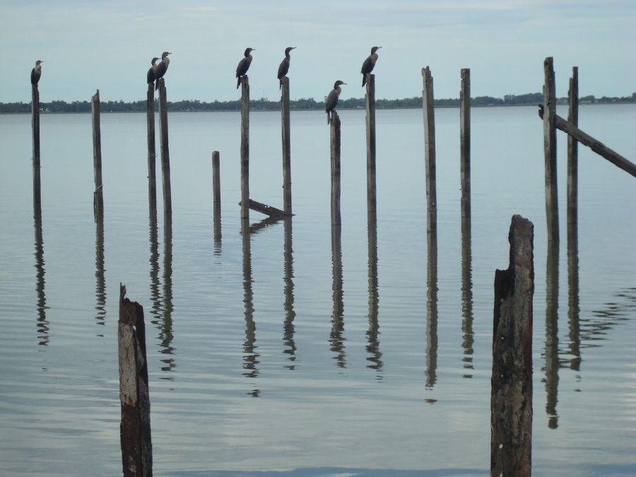 "laguna y sus pajaros" de Carlos Goverchesky