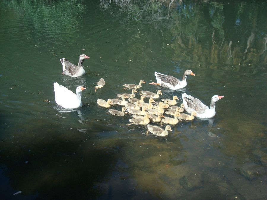 "la familia de paseo" de Carlos Goverchesky