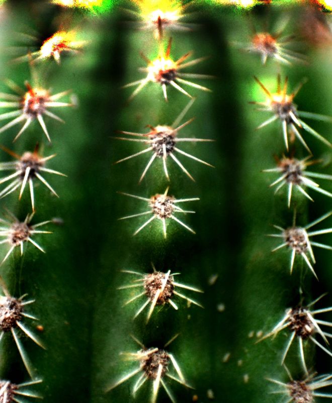 "cactus" de Adriana Parellada