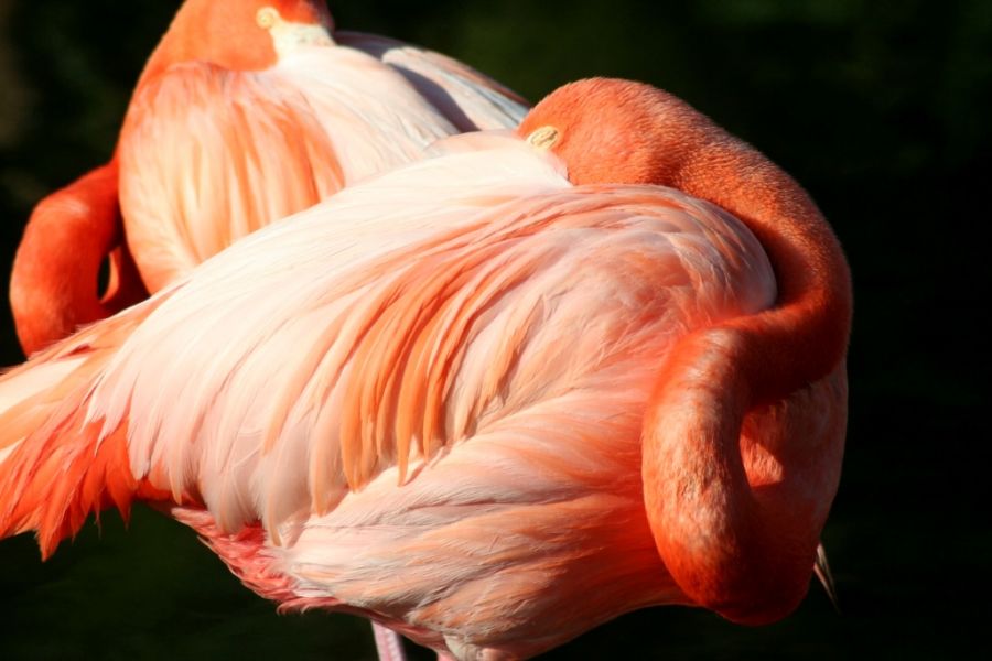 "pink flamingo" de Rubn Quintana