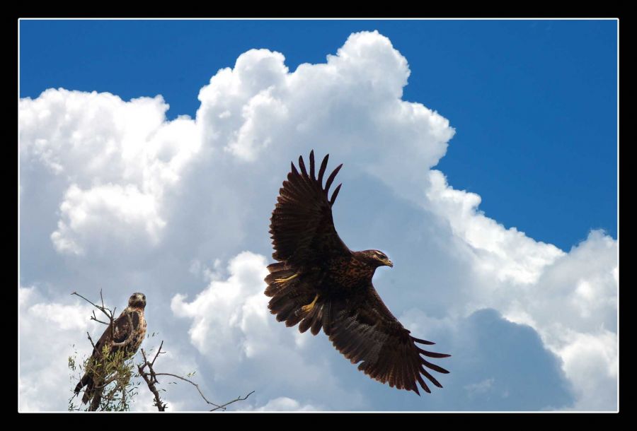 "el vuelo del aguila" de Carlo Legnazzi