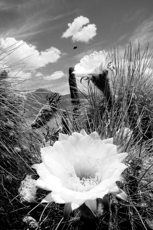 "Cactus del desierto" de Cecilia Serrano