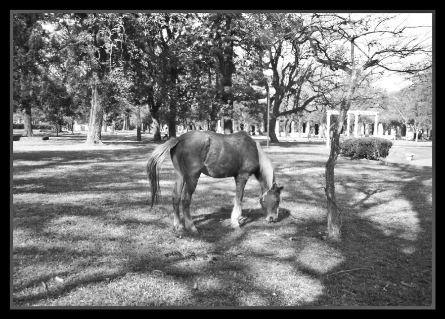 "pastando en el parque" de Ral Riba