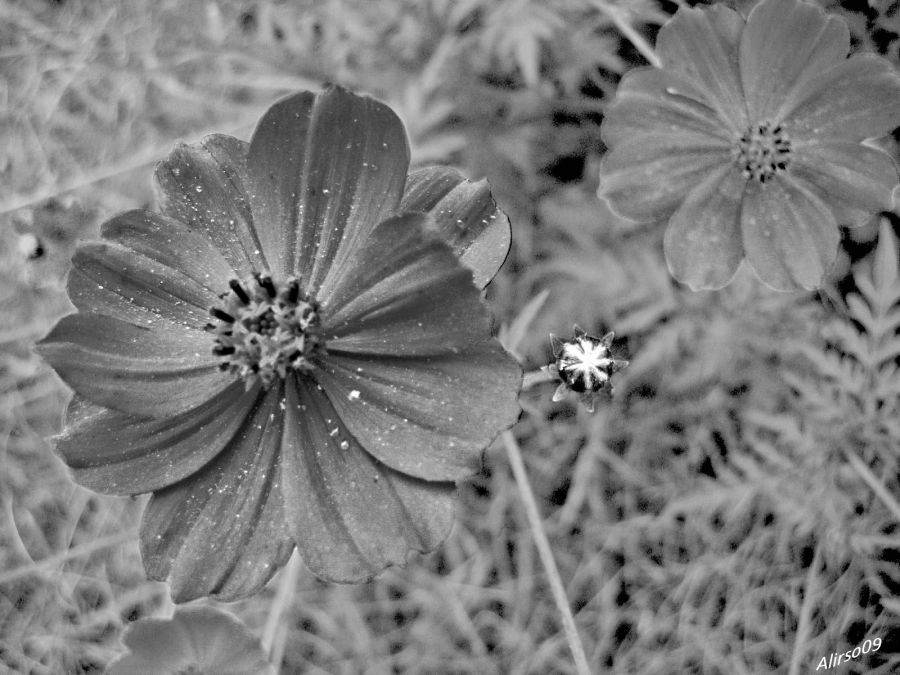 "Gotas de lluvia en  cosmos" de Solis Alba Iris