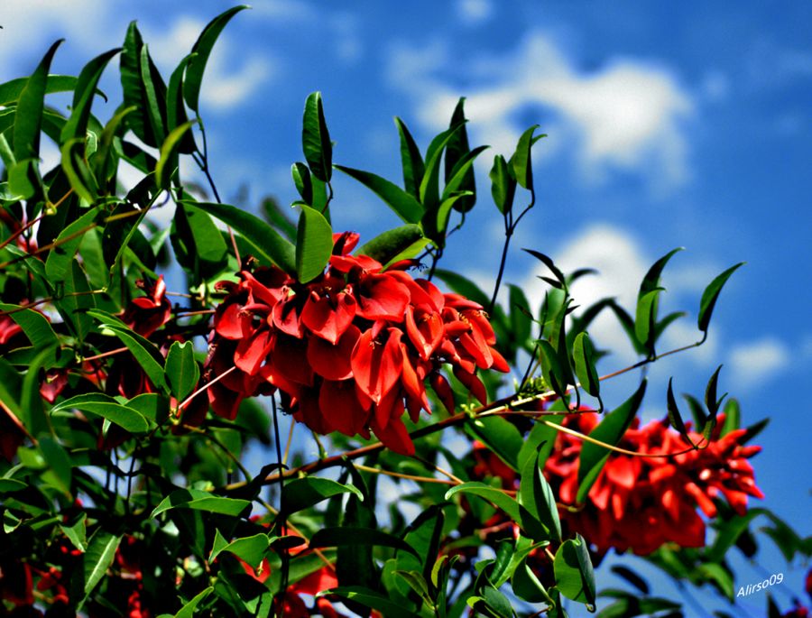 "Sangre y Bandera" de Solis Alba Iris