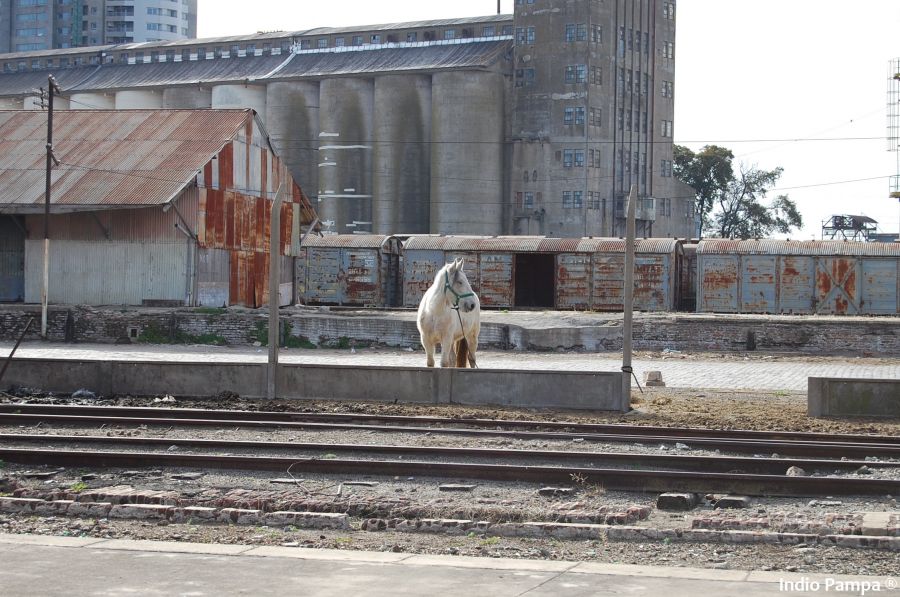 "El caballo blanco de San Martin" de Alvaro Fiore