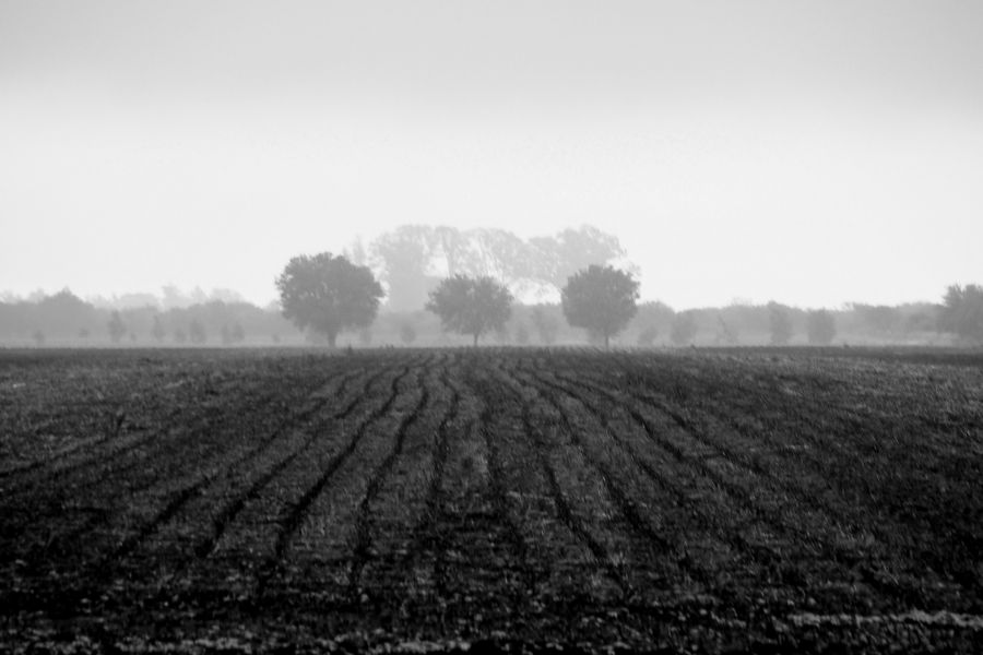 "Tres rboles en la niebla" de Cecilia Serrano