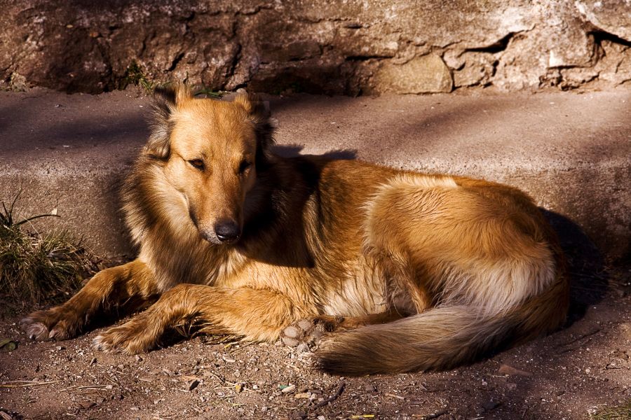 "Mi perro Coli" de Manuel Raul Pantin Rivero