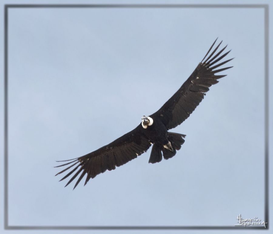 "CONDOR ADULTO" de Horacio Jorge Iannella