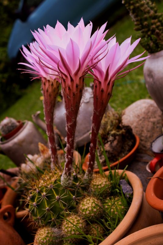 "Flores de un cactus" de Stella Maris Kippke