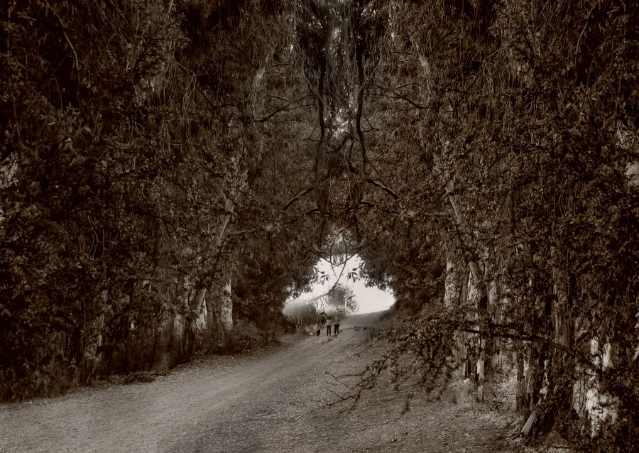 "entrando al  bosque`" de Jorge A. Cceres