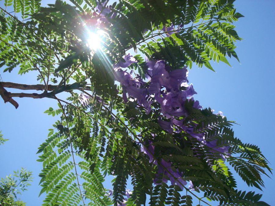 "sol y flor 3" de Carlos Goverchesky