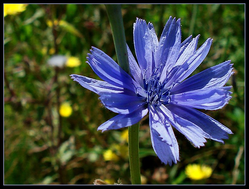 "Flor azul" de Eli - Elisabet Ferrari