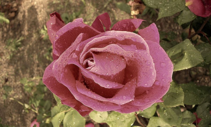 "rosa rosae" de Elvira Dcm