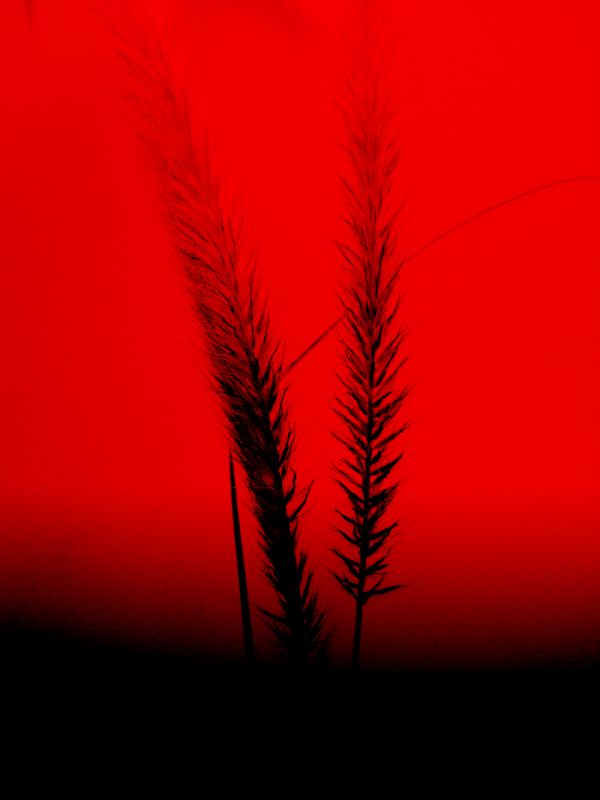 "Simplemente rojo" de Pablo R Suarez