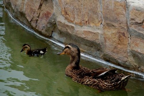 "Quack !!!." de Esmeralda Cita