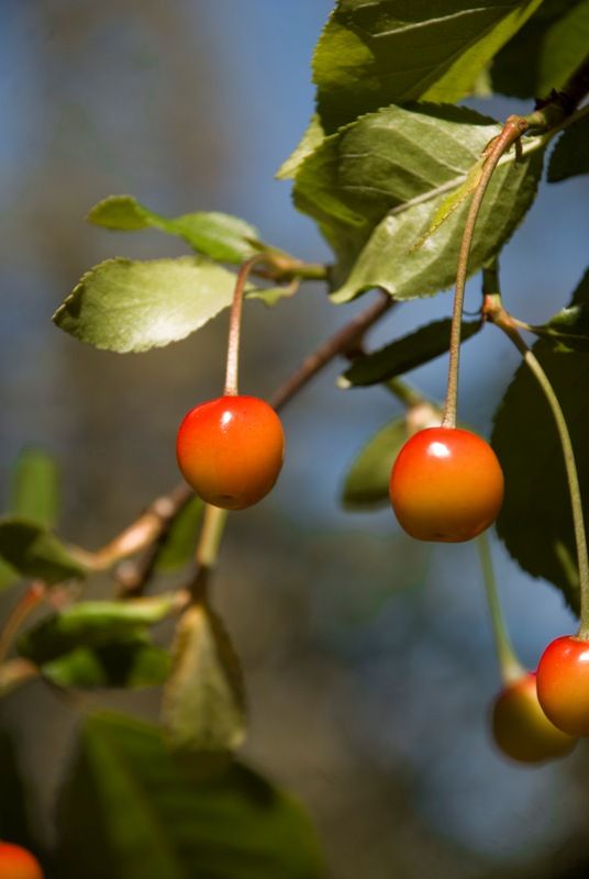 "Cerezas" de Alejandro Ruta