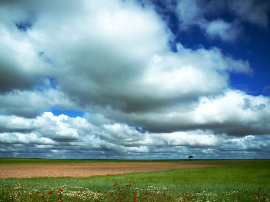 "Campos de Castilla" de Jose Moreno Castillo