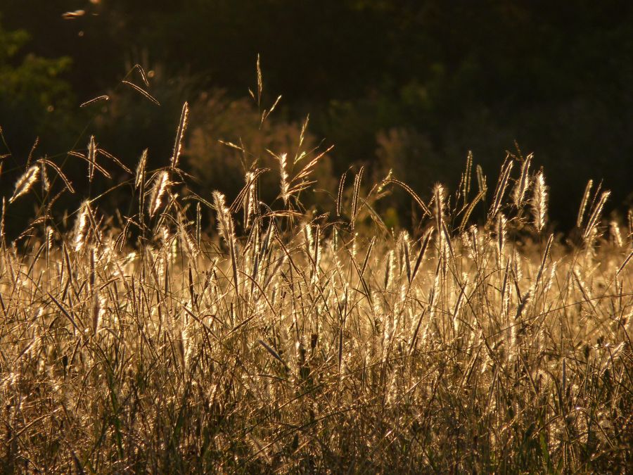 "atardecer campestre" de Noemi Gomez