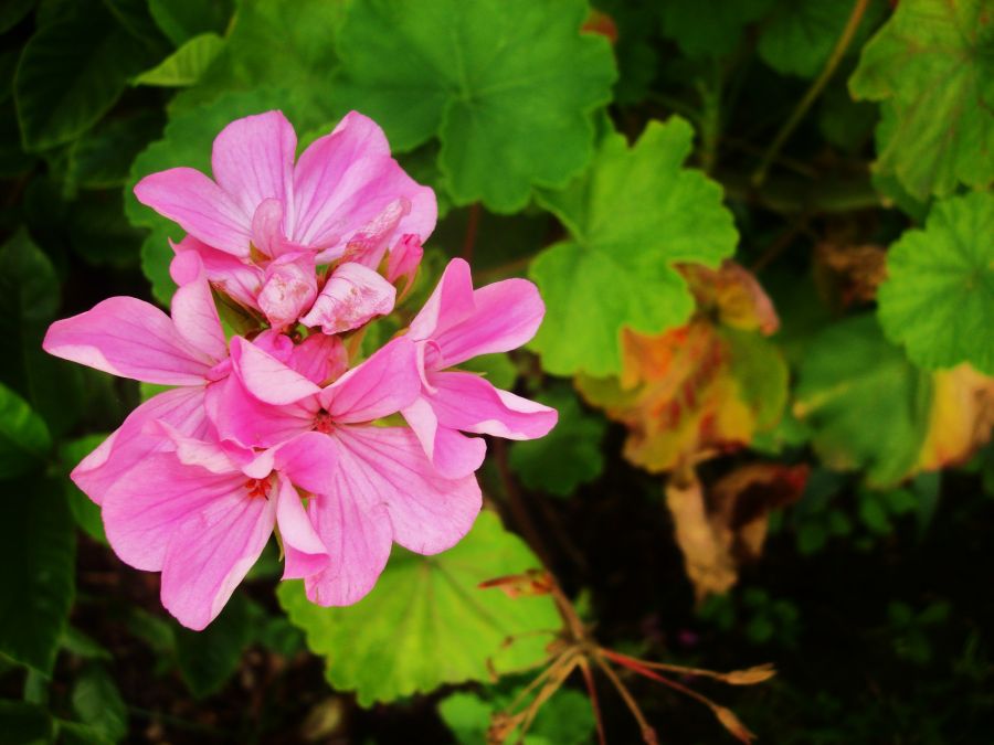 "Por el jardin" de Facu Corol