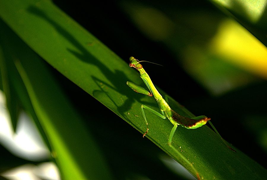 "Sin Ttulo" de Solis Alba Iris