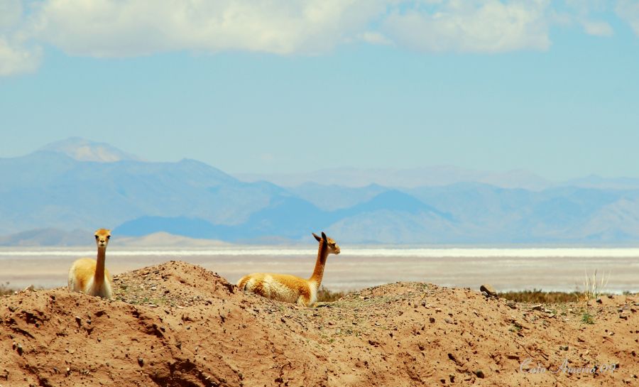 "Vicuas en el salar" de Carlos Amerio (cato)