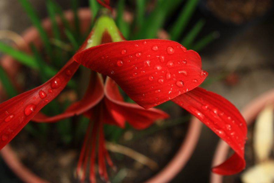 "Rojo bajo la lluvia" de Carmen Nievas