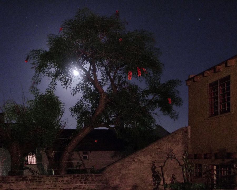 "La luna y el ceibo" de Arturo Rey