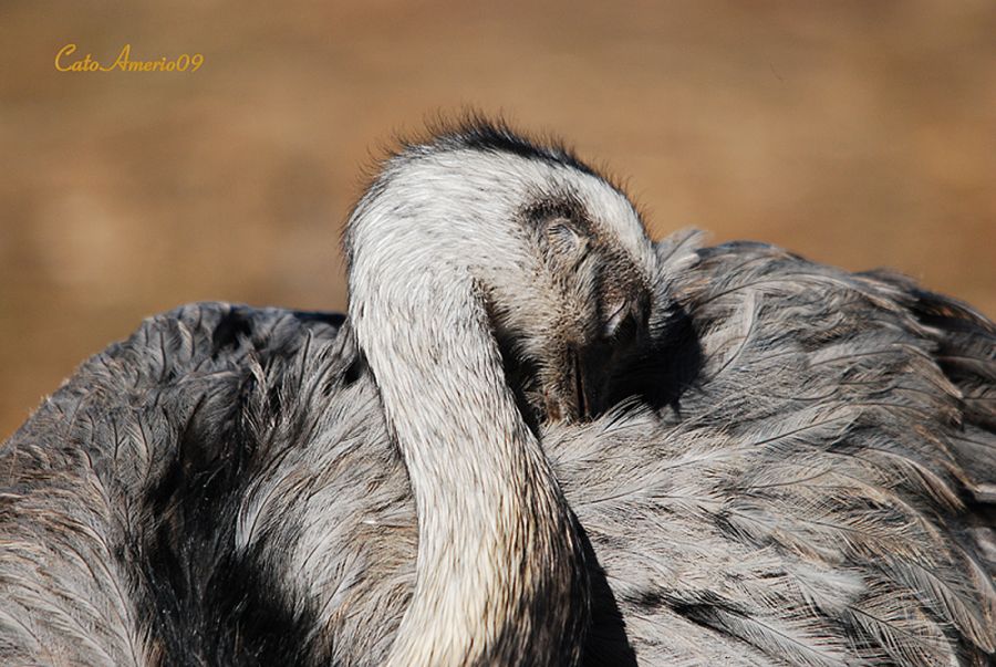 "Rhea Americana mimosa" de Carlos Amerio (cato)