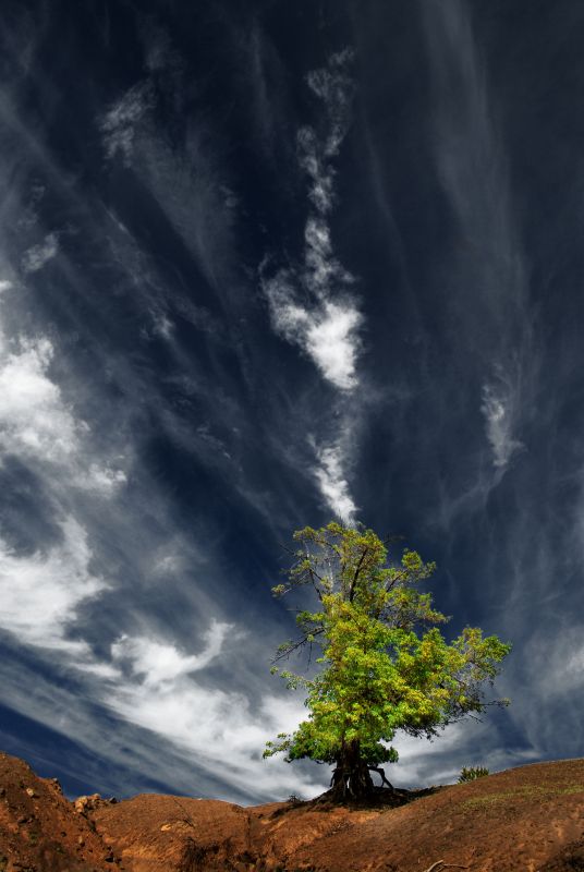 "El arbol y el cielo" de Osvaldo Sergio Gagliardi