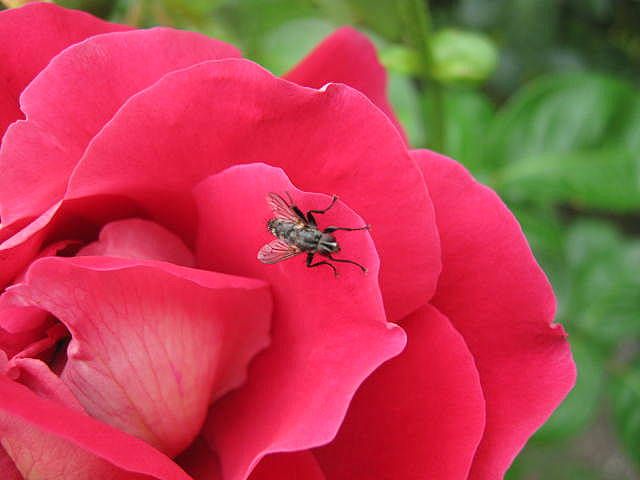 "Rojo y negro" de Mara Griselda Garca Cuerva