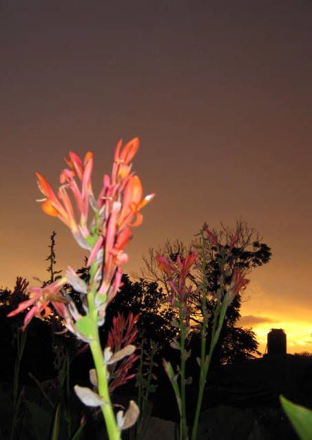 "Atardecer florido" de Mara Griselda Garca Cuerva