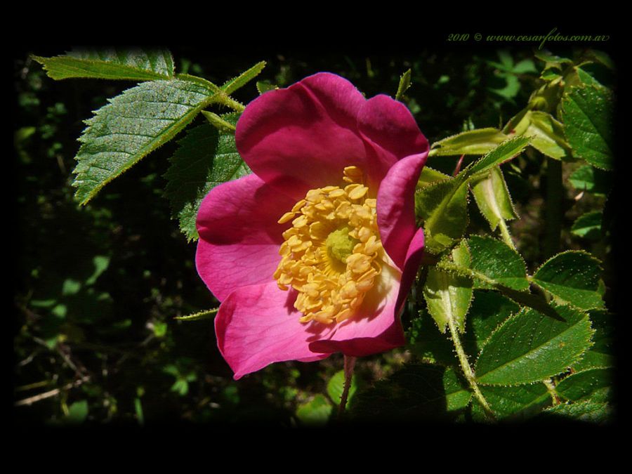 "Rosa Mosqueta" de Csar Hernn Cassina