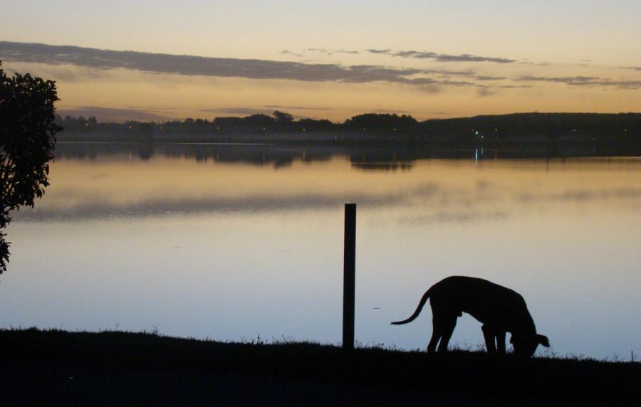 "Perro al atardecer" de Roberto Rekofsky