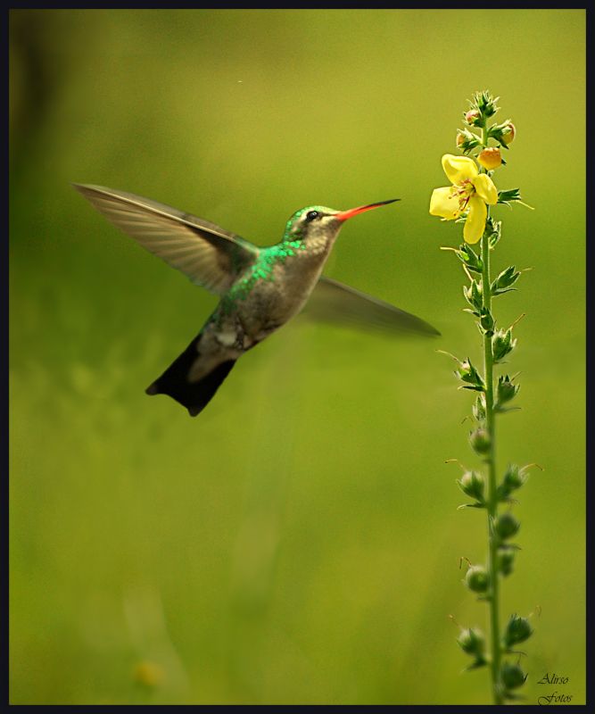 "Colibri" de Solis Alba Iris