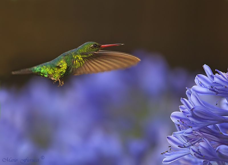 "Colibri con agapantus II" de Mario Gustavo Fiorucci