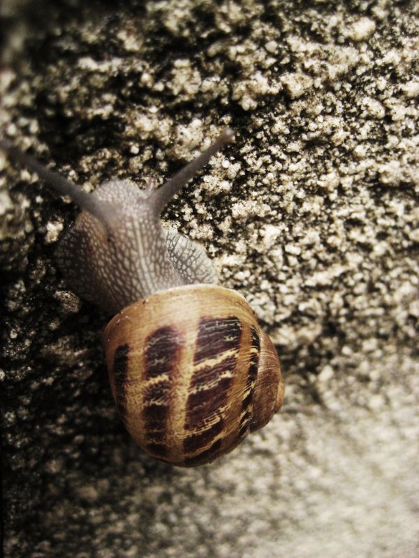 "erase un caracol...." de Alicia Tiziano