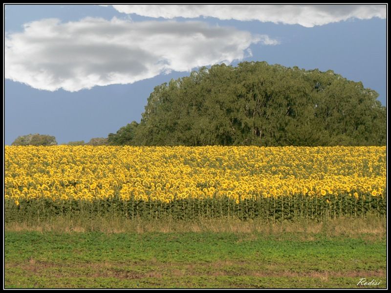 "Campo de girasoles..." de Roberto Di Siervi