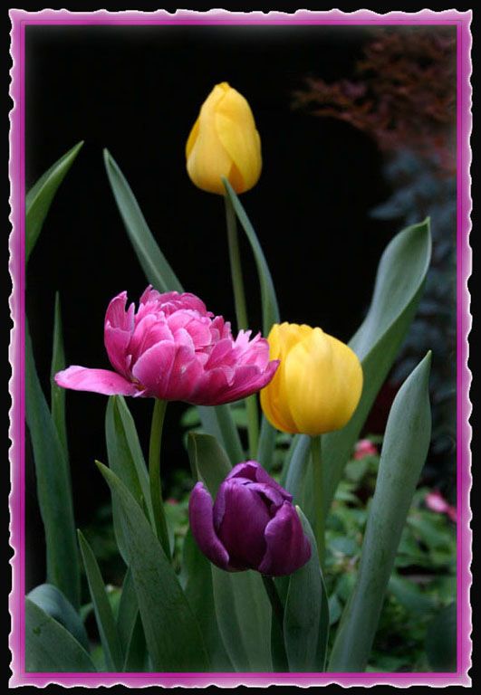 "Tulipanes" de Norma Rodrguez