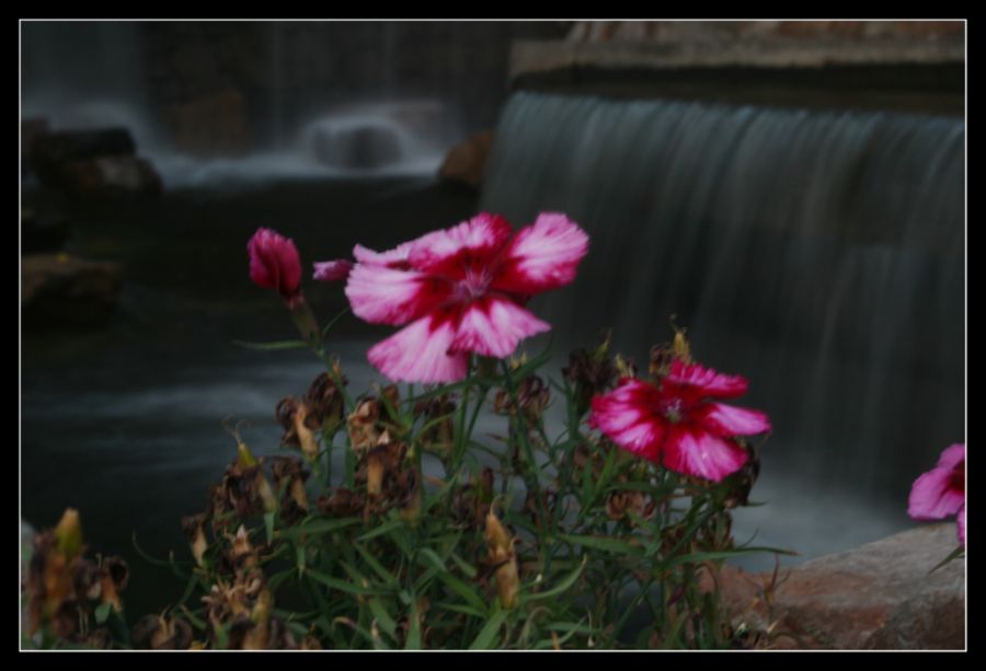 "Las petunias" de Maria Cristina Silva