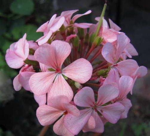 "Belleza  rosada" de Mara Griselda Garca Cuerva