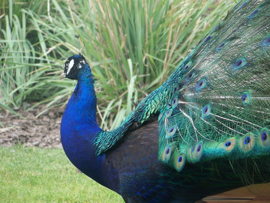 "Pavo Real" de Diana Ruscio