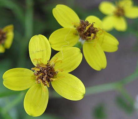 "Tro amarillo" de Mara Griselda Garca Cuerva