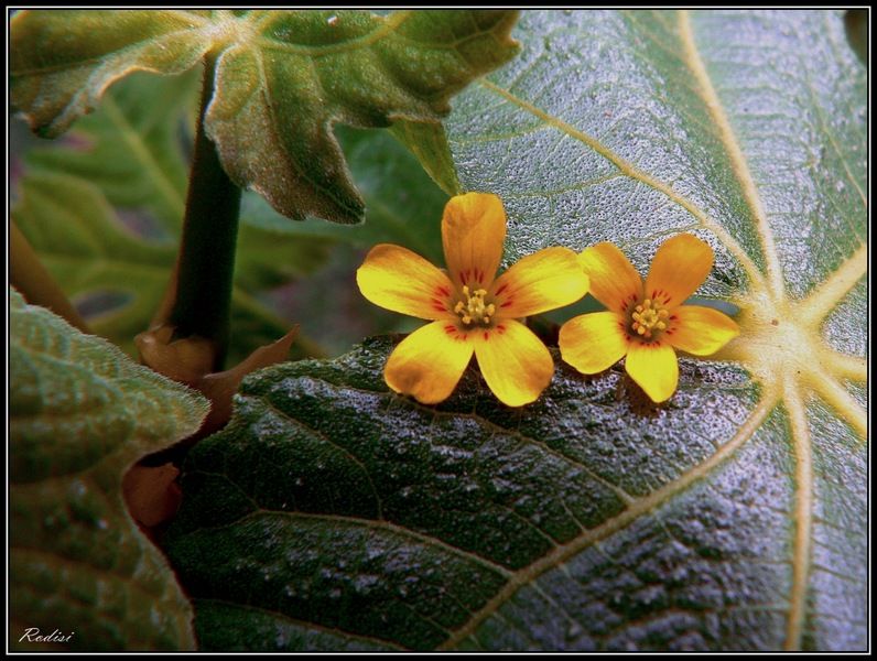 "De flores y amores" de Roberto Di Siervi