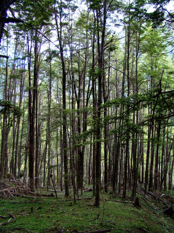 "bosque" de Claudia Vicchio