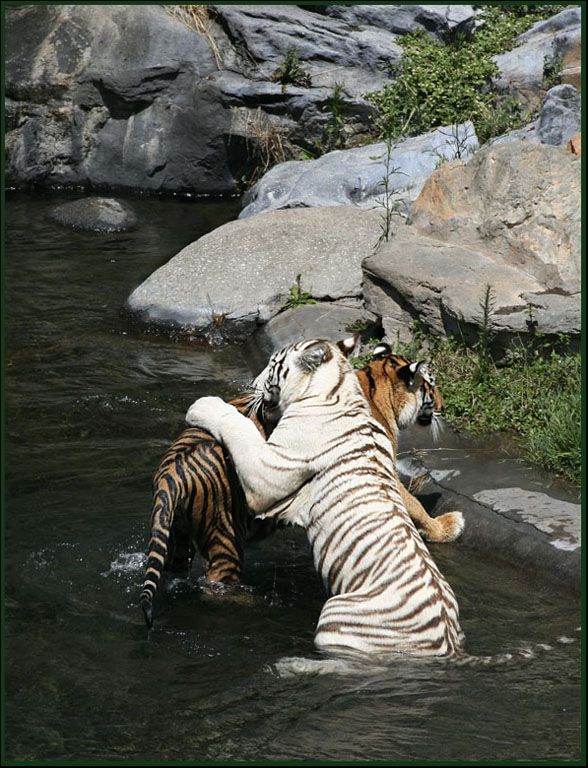 "Abrazo de tigre !!" de Norma Rodrguez